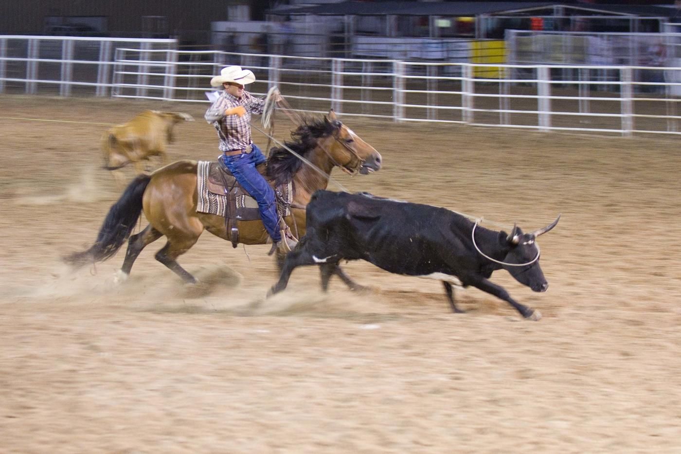 pro rodeo cowboy on horse chasing cow