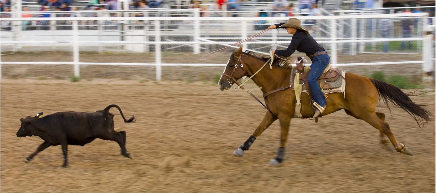 ranch rodeo cowboy on horse catching cows running away