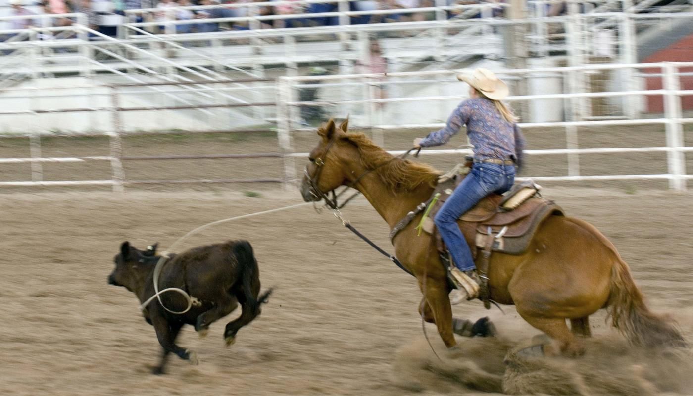 ranch rodeo cowboy on horse catching cows, missed the lasso 