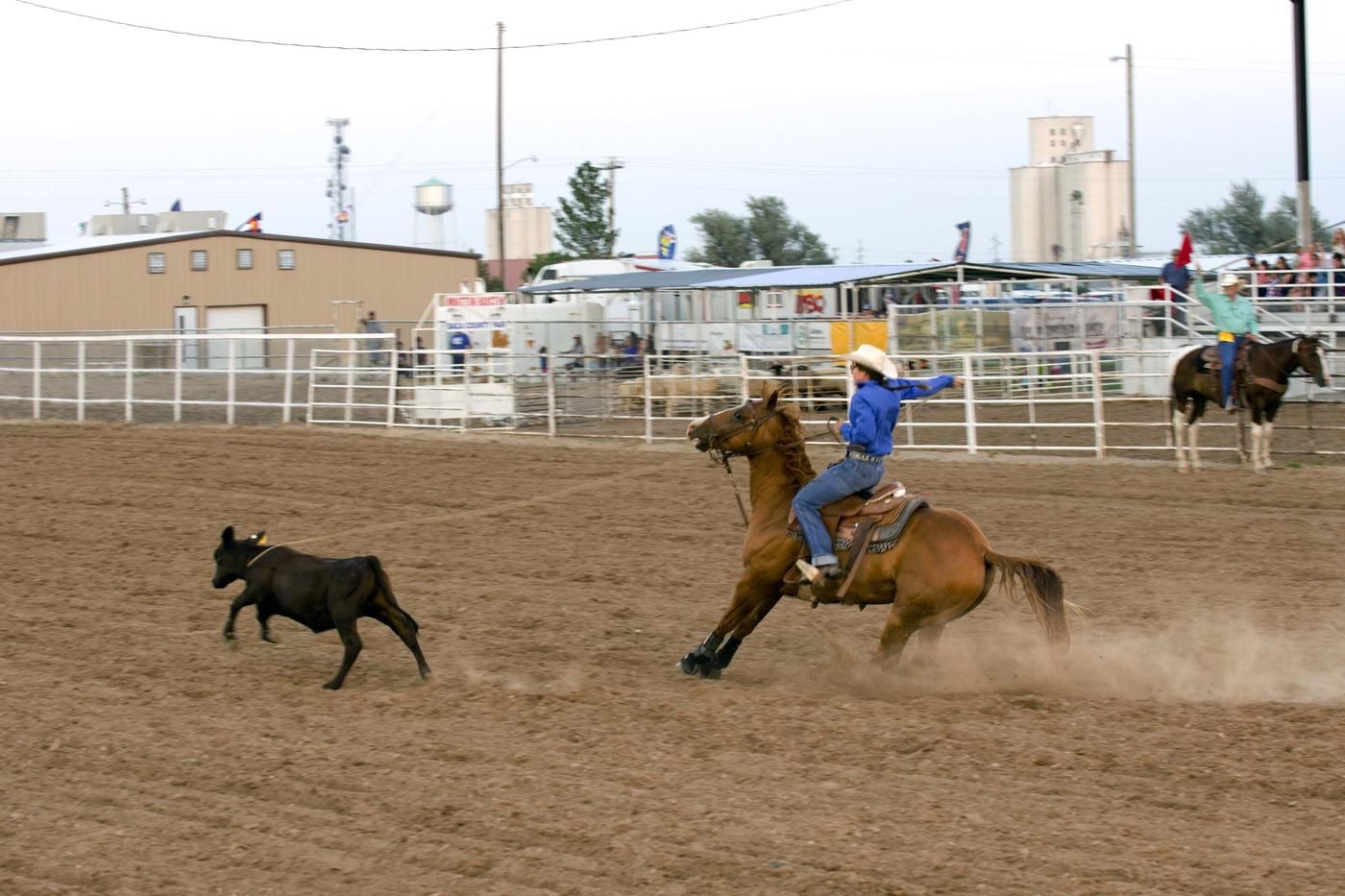 ranch rodeo cowboy on horse catching cows