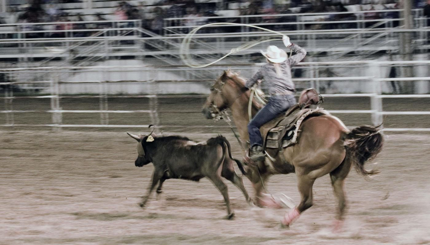 ranch rodeo cowboy on horse catching cows with a lasso