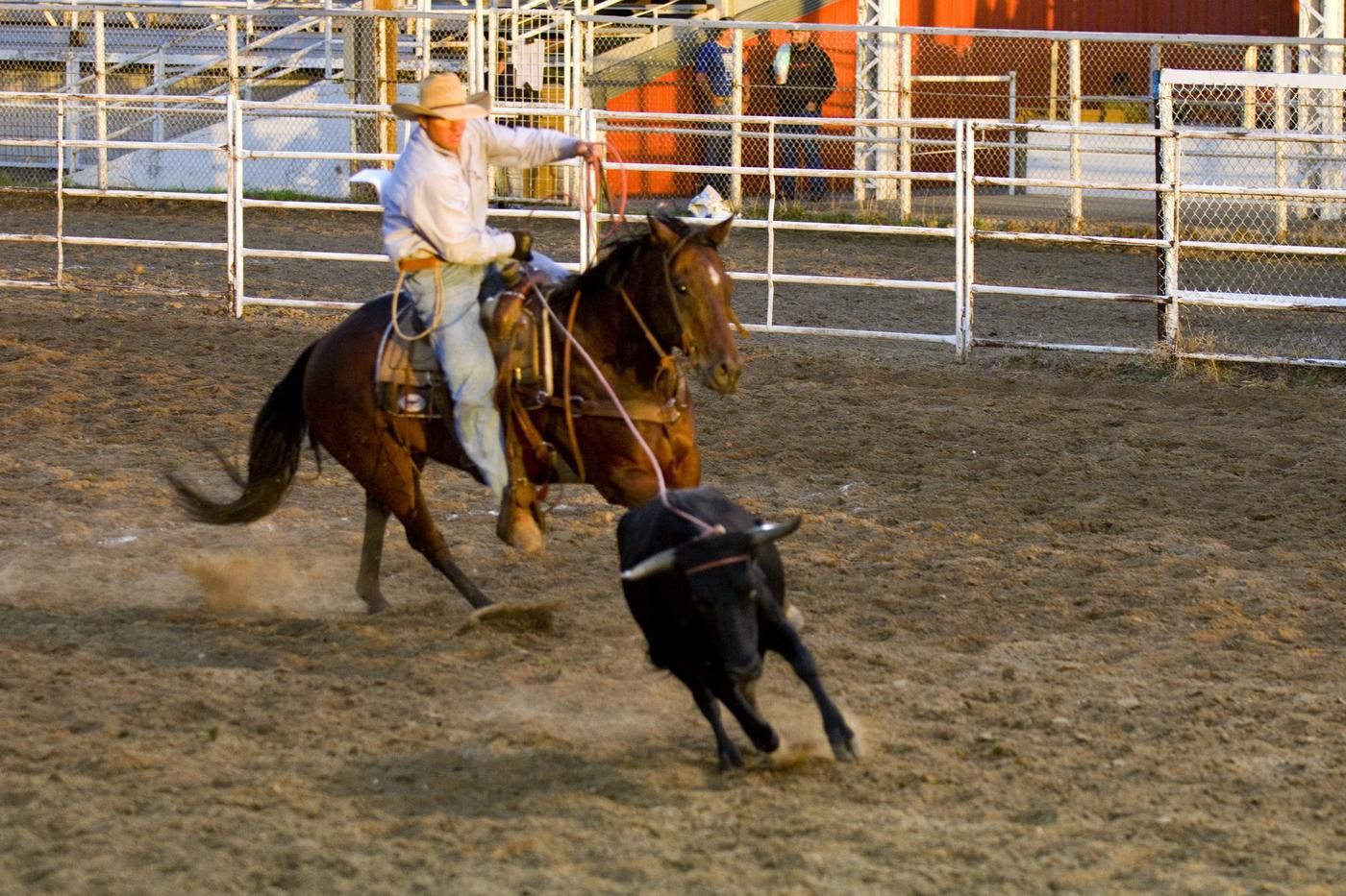 pro rodeo cowboy on horse chasing cow lasso