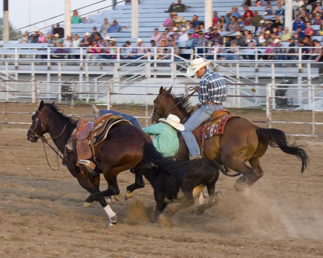 ranch rodeo cowboy on horse fell onto cow